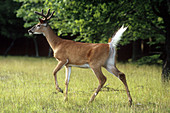 White-tailed Deer in alarm posture