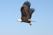 Bald Eagle in flight