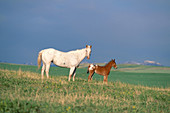 Appaloosa mare and colt