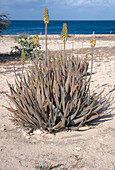 Aloe on Aruba