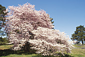 Yoshino Cherry Tree