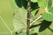 Pea Tendrils