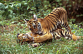 Bengal Tiger Cubs