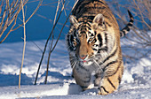 Siberian Tiger