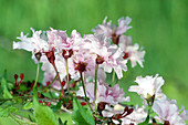 Oshidori Cherry Blossoms