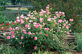 Rose Bush in Garden
