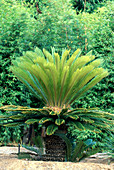 Sago Palm (Cycas revoluta)