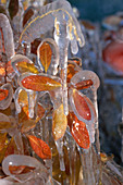 Nature's ice sculptures in late autumn