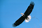 Bald Eagle in Flight with Stick