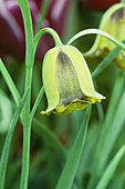 Lebanese Fritillary flower