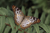 White Peacock Butterfly