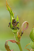 Ants on rose bud