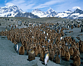 King Penguins