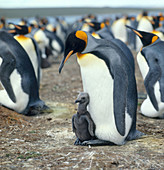 King Penguins (Aptenodytes patagonicus)