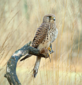 Common Kestrel