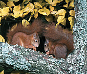 European Red Squirrels