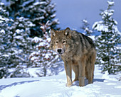 Timber Wolf