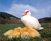 Domestic Duck with young