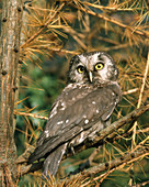 Boreal or Tengmalm's Owl