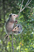 Opossum pair in tree