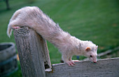 Ferret playing on fence