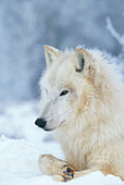 White Wolf in winter