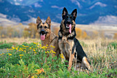 German Shepherd pair