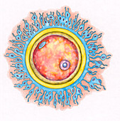 Human Egg Cell (Ovum)