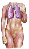 Female Body With Lungs