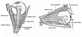 Illustration of Eye Muscles