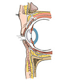 Illustration of Eye Anatomy