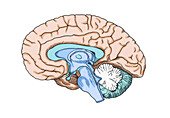 Illustration of Human Brain