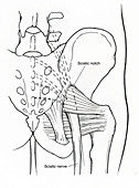 Illustration of Human Pelvis