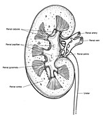 Illustration of Right Kidney