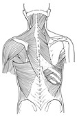 Illustration of Back Muscles