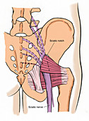 Illustration of Human Pelvis