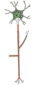 Illustration of Motor Neuron