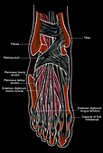 Illustration of Foot Anatomy