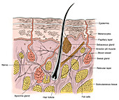 Illustration of Skin Section