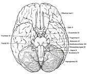 Illustration of Cranial Nerves