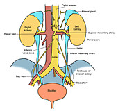 Illustration of Urinary System