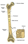Illustration of Bone Structure