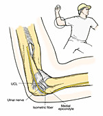 Illustration of Elbow Ligaments