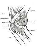Illustration of Right Elbow Joint