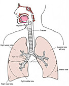 Illustration of Respiratory System