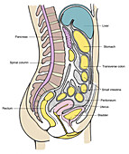 Illustration of Female Internal Organs