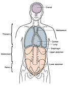 Illustration of Anterior Body Cavities
