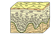 Stratified Squamous Epithelium