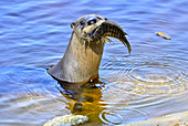 River Otter