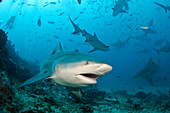 Bull sharks